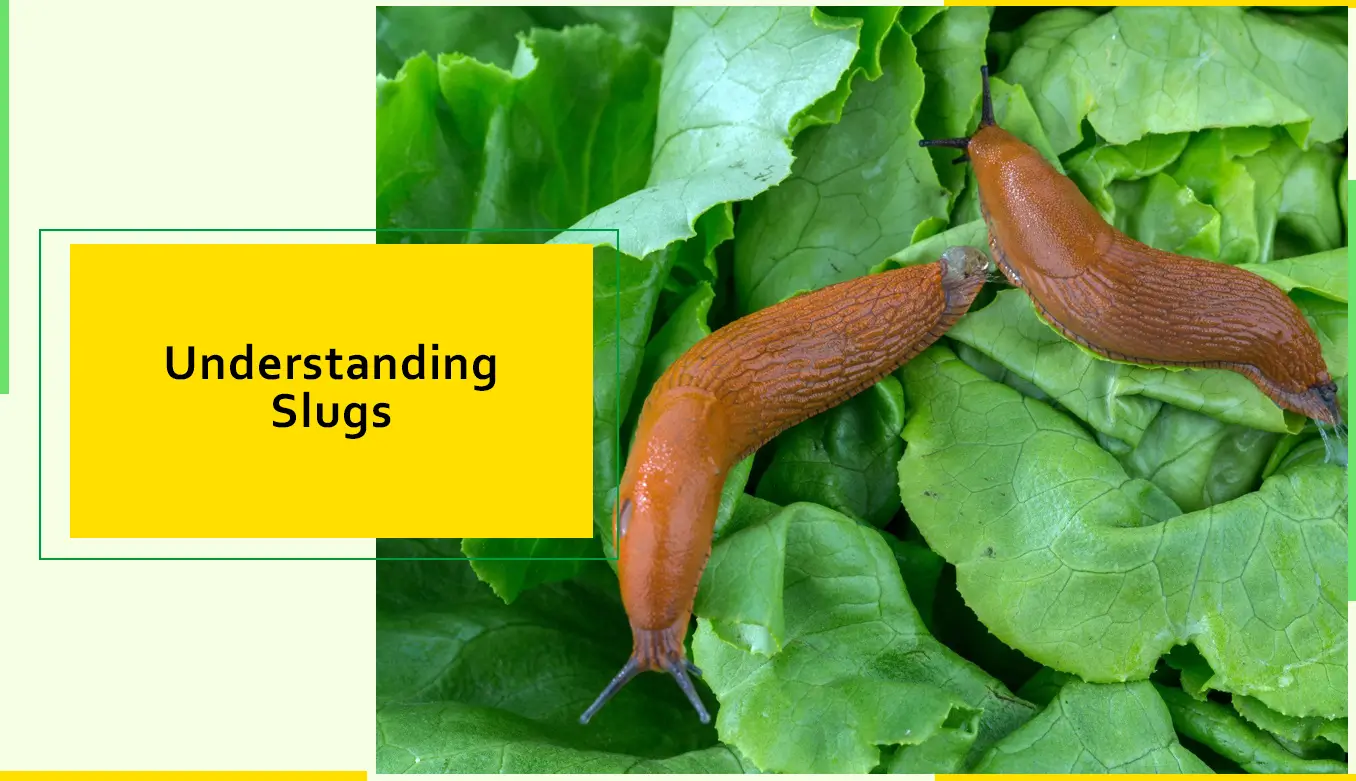 Understanding Slugs