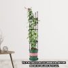 4-Bar Plant Frame Stand Trellis Vegetable Flower Herbs Outdoor Vine Support Garden Rack with Rings – 133 cm, 2