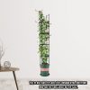 4-Bar Plant Frame Stand Trellis Vegetable Flower Herbs Outdoor Vine Support Garden Rack with Rings – 163 cm, 2