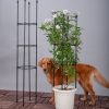 4-Bar Plant Frame Stand Trellis Vegetable Flower Herbs Outdoor Vine Support Garden Rack with Rings – 133 cm, 2