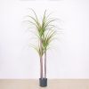 Green Artificial Indoor Dragon Blood Tree Fake Plant Decorative – 1