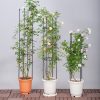 4-Bar Plant Frame Stand Trellis Vegetable Flower Herbs Outdoor Vine Support Garden Rack with Rings – 133 cm, 2