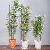 4-Bar Plant Frame Stand Trellis Vegetable Flower Herbs Outdoor Vine Support Garden Rack with Rings – 73 cm, 2