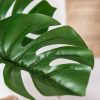 Green Artificial Indoor Turtle Back Tree Fake Fern Plant Decorative