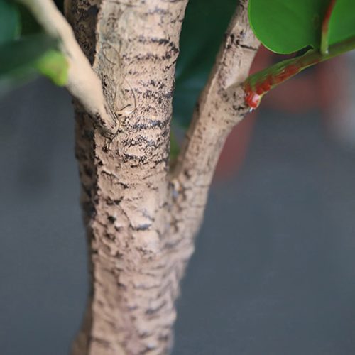 Green Artificial Indoor Qin Yerong Tree Fake Plant Simulation Decorative