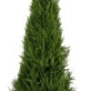 UV Resistant Cypress Pine Tree – 1.8 M