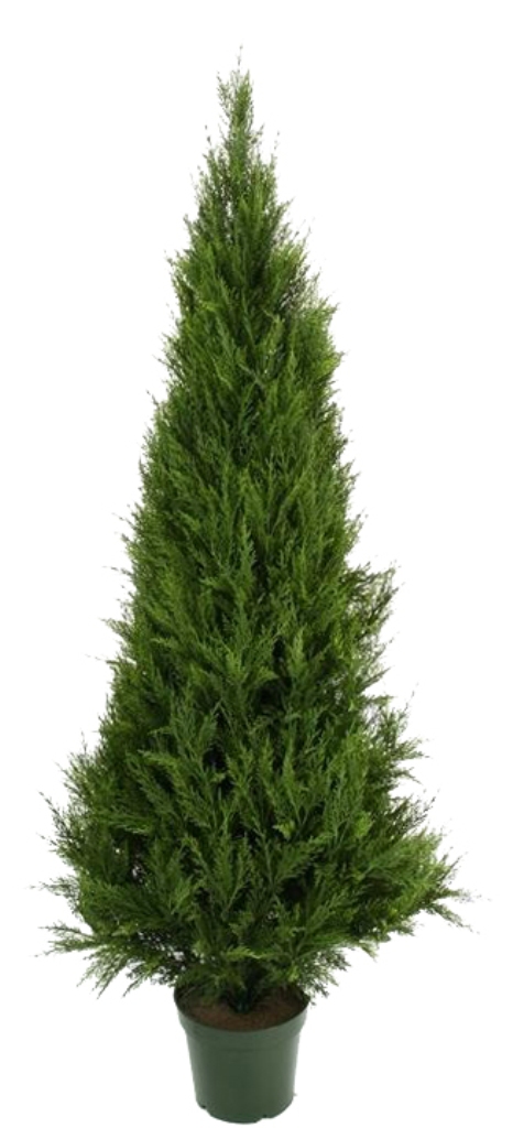 UV Resistant Cypress Pine Tree – 1.8 M