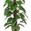 Money Plant (Aureus) – 155cm
