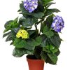 Artificial Hydrangea 74cm – Mixed Purples And Yellows