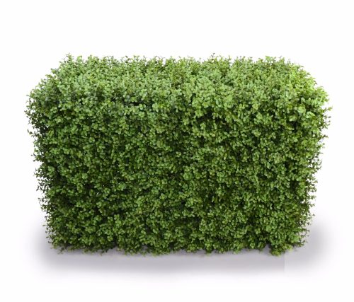 Deluxe Portable Buxus Hedges UV Stabilised – 100×55 cm