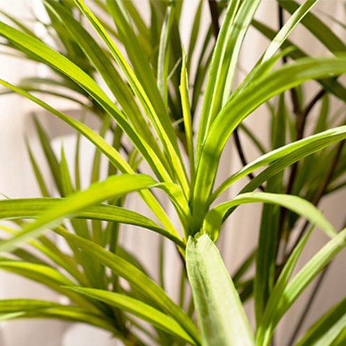 Artificial Natural Green Dracaena Dragon Tree Fake Tropical Indoor Plant Home Office Decor – 1