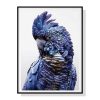 Black Cockatoo A Black Frame Canvas Wall Art – 50×70 cm