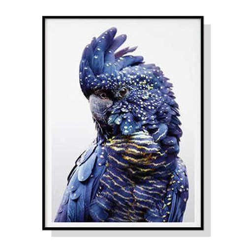 Black Cockatoo A Black Frame Canvas Wall Art – 50×70 cm