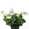 Mixed Flowering Potted Artificial Pansy Plants 25cm – Green and White