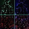 Jingle Jollys Christmas Tree LED Xmas trees with Lights Multi Colour – 6ft