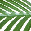 Artificial Multi Stem Hawaii Palm 190cm