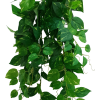 Heart Leaf Philodendron Hanging Creeper Bush 73cm