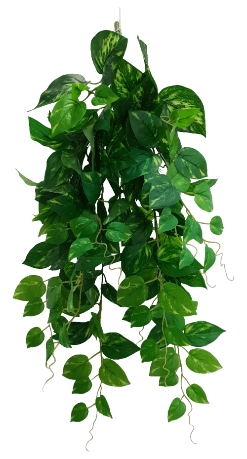 Heart Leaf Philodendron Hanging Creeper Bush 73cm
