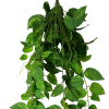Heart Leaf Philodendron Hanging Creeper Bush 73cm
