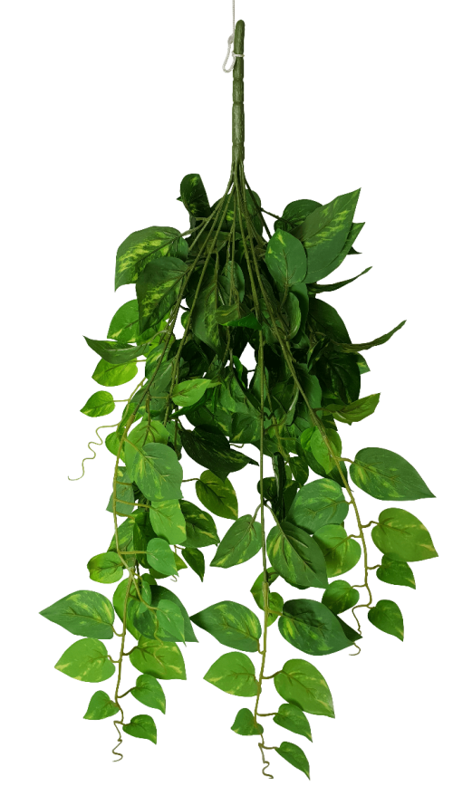Heart Leaf Philodendron Hanging Creeper Bush 73cm