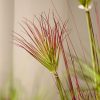 Purple-Red Artificial Indoor Potted Papyrus Plant Tree Fake Simulation Decorative