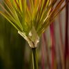 Purple-Red Artificial Indoor Potted Papyrus Plant Tree Fake Simulation Decorative