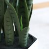 Artificial Indoor Snake Sansevieria Plant Fake Decoration Tree Flower Pot