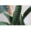 Artificial Indoor Snake Sansevieria Plant Fake Decoration Tree Flower Pot